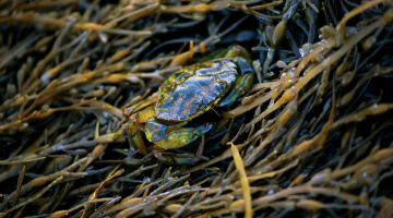 Green crab sits on a bed of rockweed.